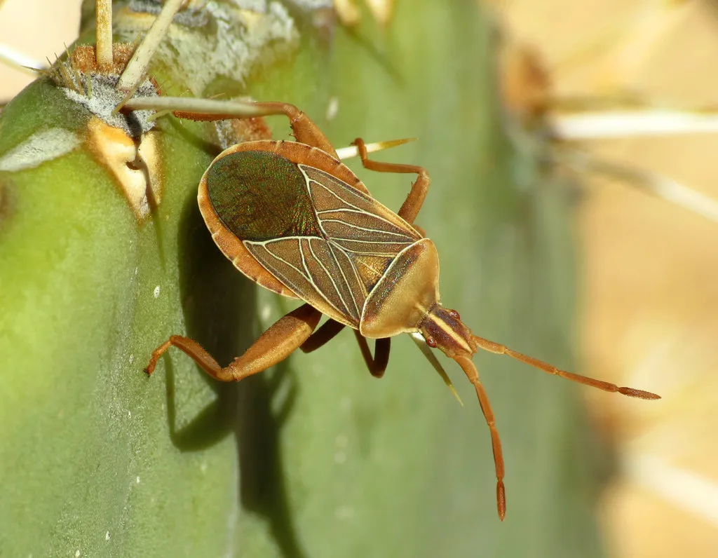 Cactus Coreid - photo 2