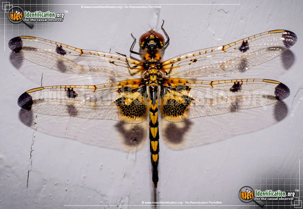 Calico Pennant Dragonfly