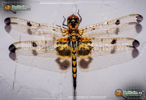 Calico Pennant Dragonfly - photo 2