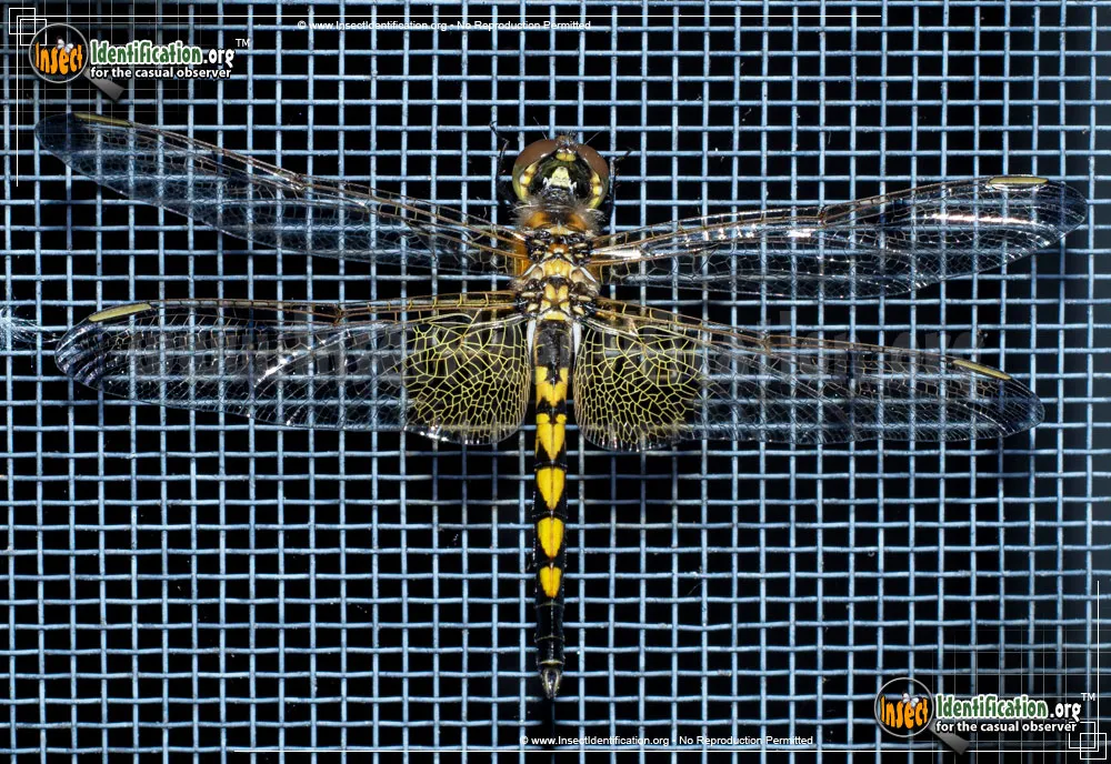 Calico Pennant Dragonfly - photo 3
