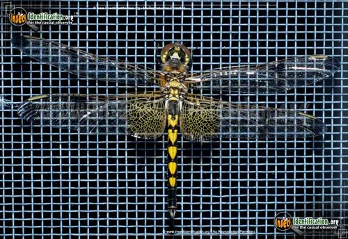 Calico Pennant Dragonfly - photo 4