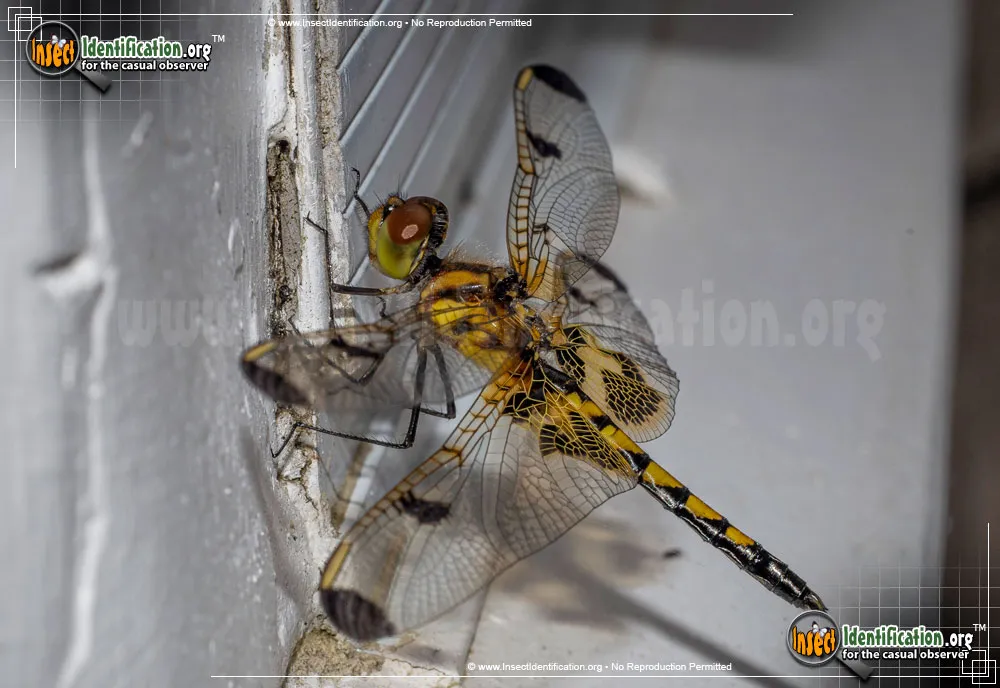 Calico Pennant Dragonfly - photo 5