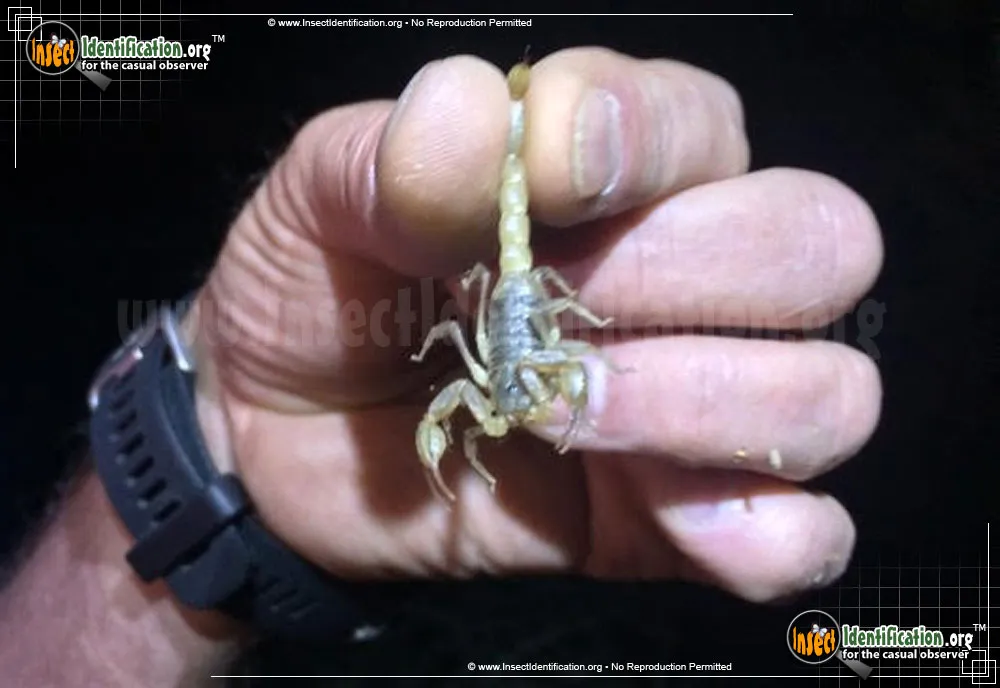 California Common Scorpion