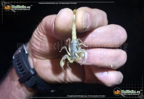 California Common Scorpion - photo 2