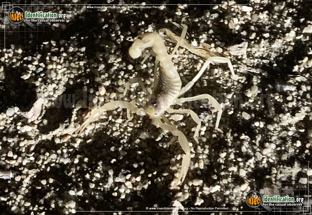 California Common Scorpion - photo 3