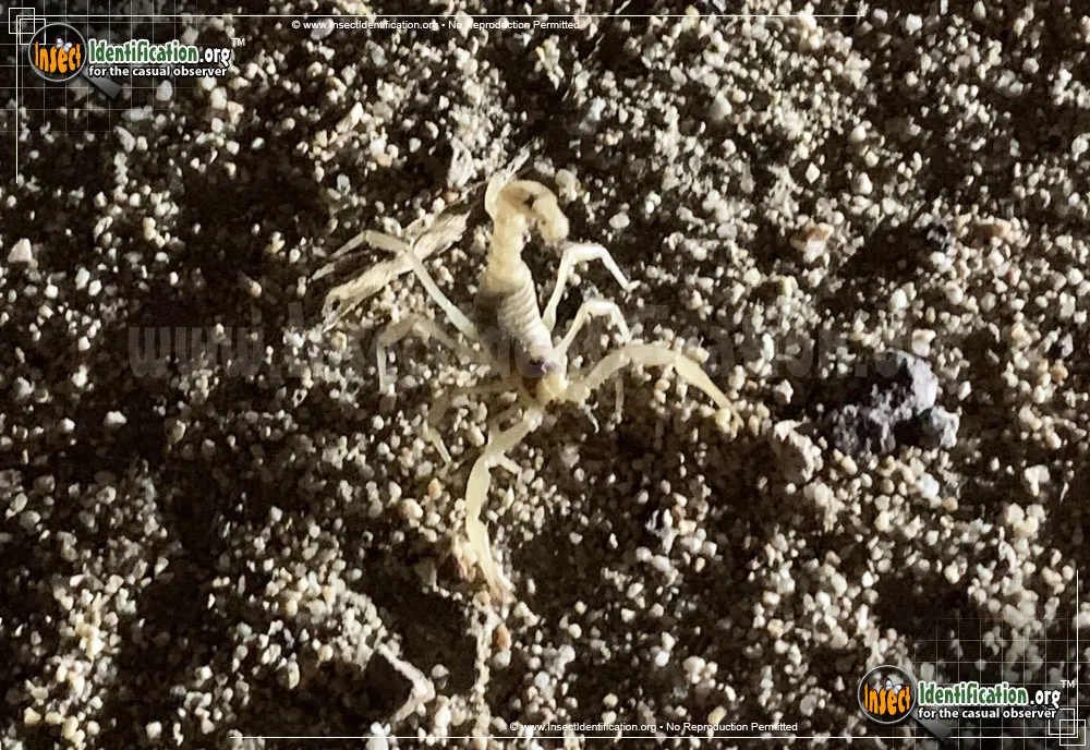 California Common Scorpion - photo 5