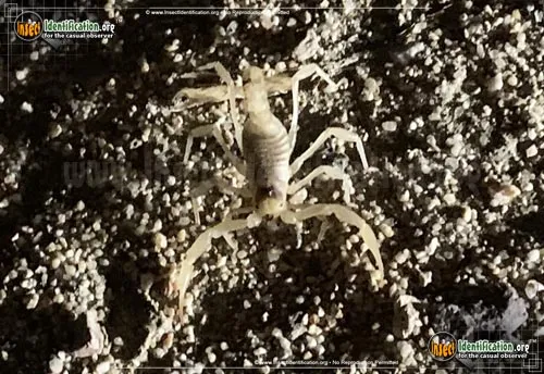 California Common Scorpion - photo 8