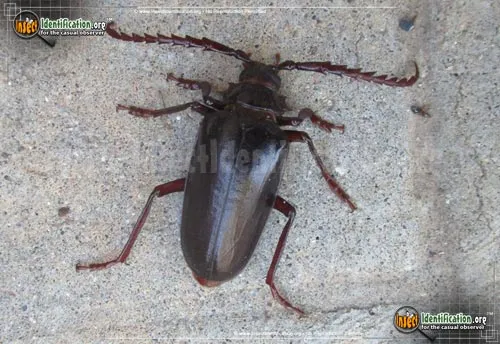 California Root Borer Beetle - photo 2