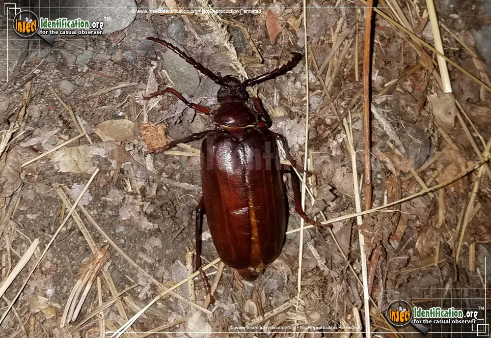 California Root Borer Beetle - photo 3