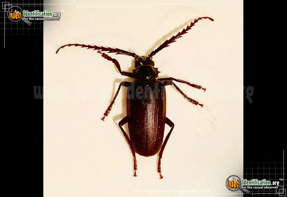 California Root Borer Beetle - photo 5