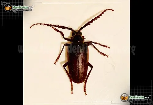 California Root Borer Beetle - photo 6