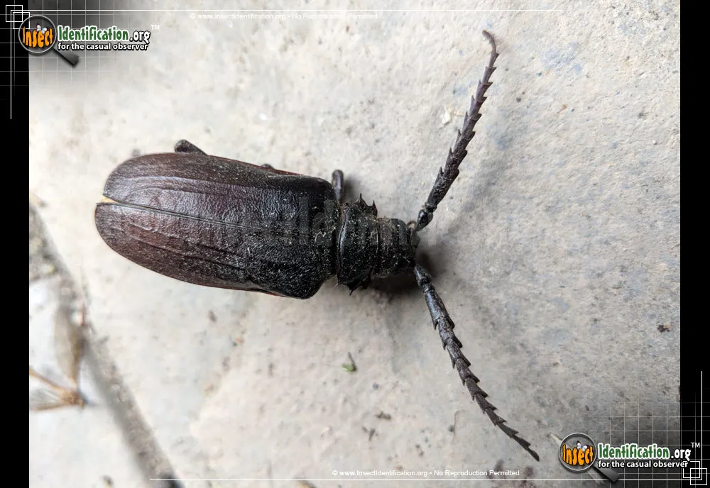 California Root Borer Beetle - photo 7