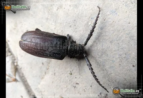 California Root Borer Beetle - photo 8