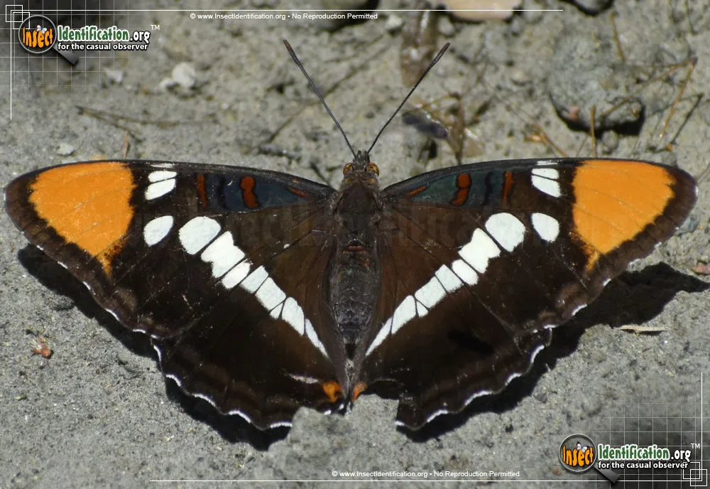 California Sister Butterfly