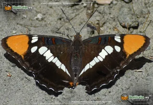 California Sister Butterfly - photo 2