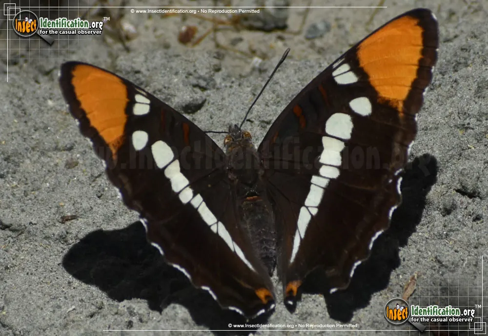 California Sister Butterfly - photo 3