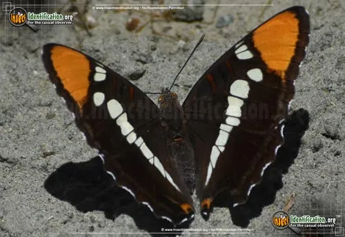 California Sister Butterfly - photo 4