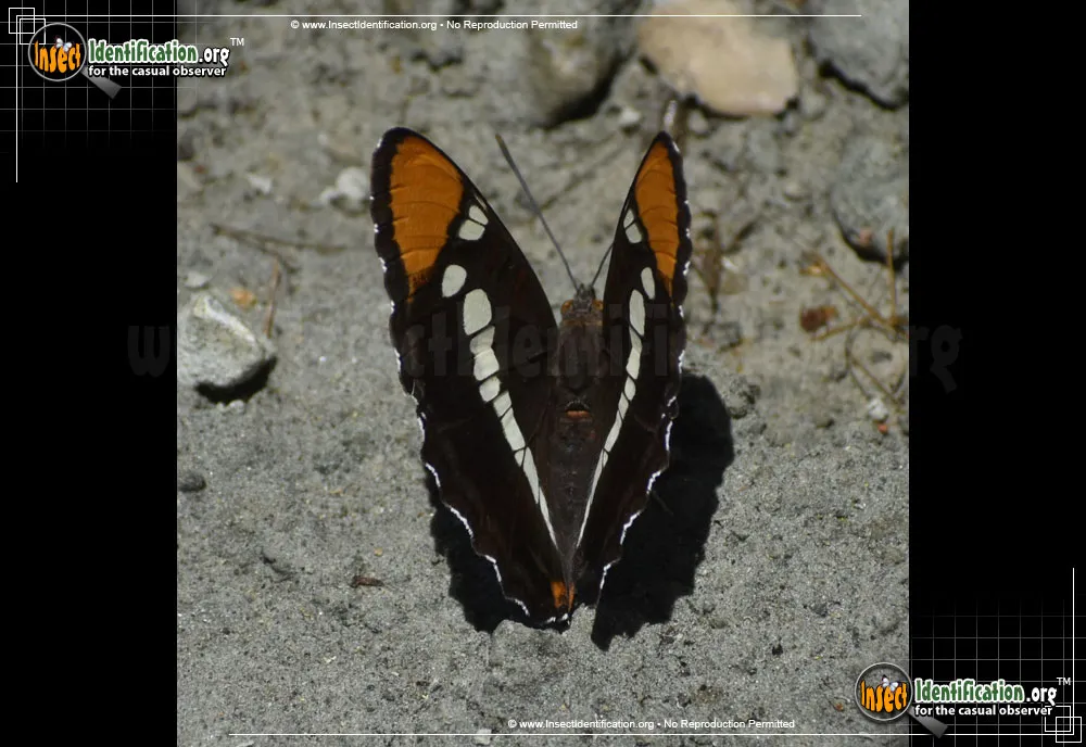 California Sister Butterfly - photo 5