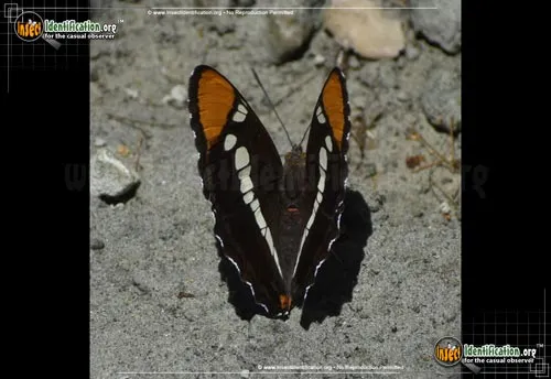 California Sister Butterfly - photo 6
