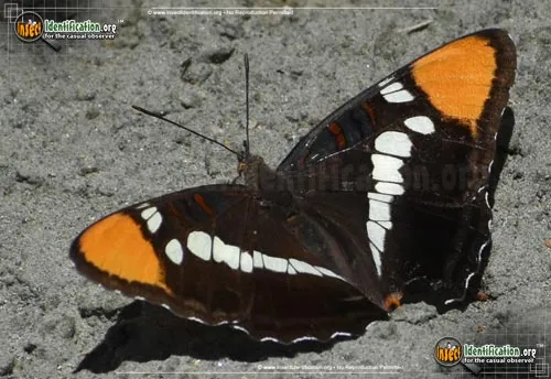 California Sister Butterfly - photo 8