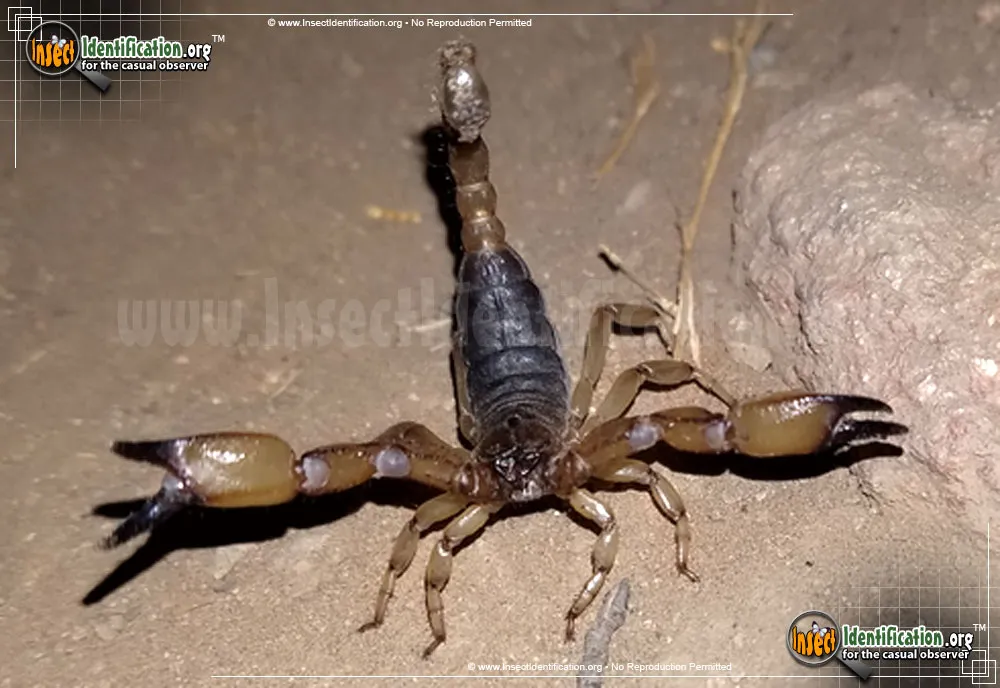 California Swollen Stinger Scorpion