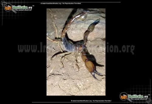 California Swollen Stinger Scorpion - photo 4