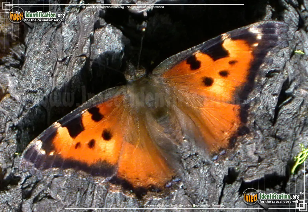 California Tortoiseshell Butterfly - Nymphalis californica