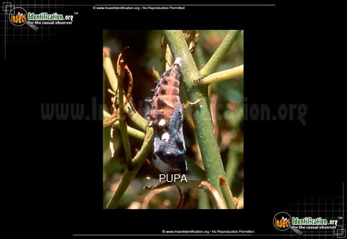 California Tortoiseshell Butterfly - photo 4