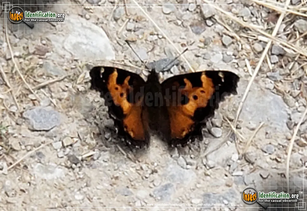 California Tortoiseshell Butterfly - photo 5