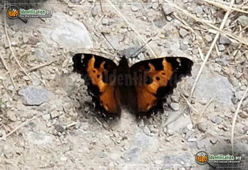 California Tortoiseshell Butterfly - photo 6