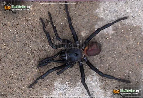 California Trapdoor Spider - photo 2