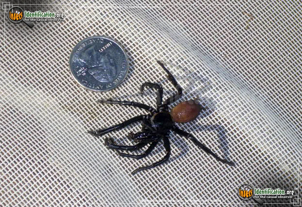 California Trapdoor Spider - photo 3