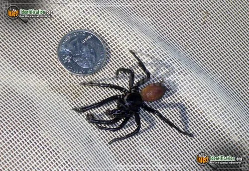 California Trapdoor Spider - photo 4