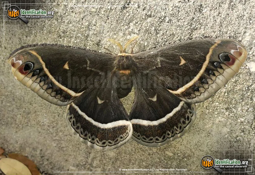 Calleta Silkmoth - Eupackardia calleta