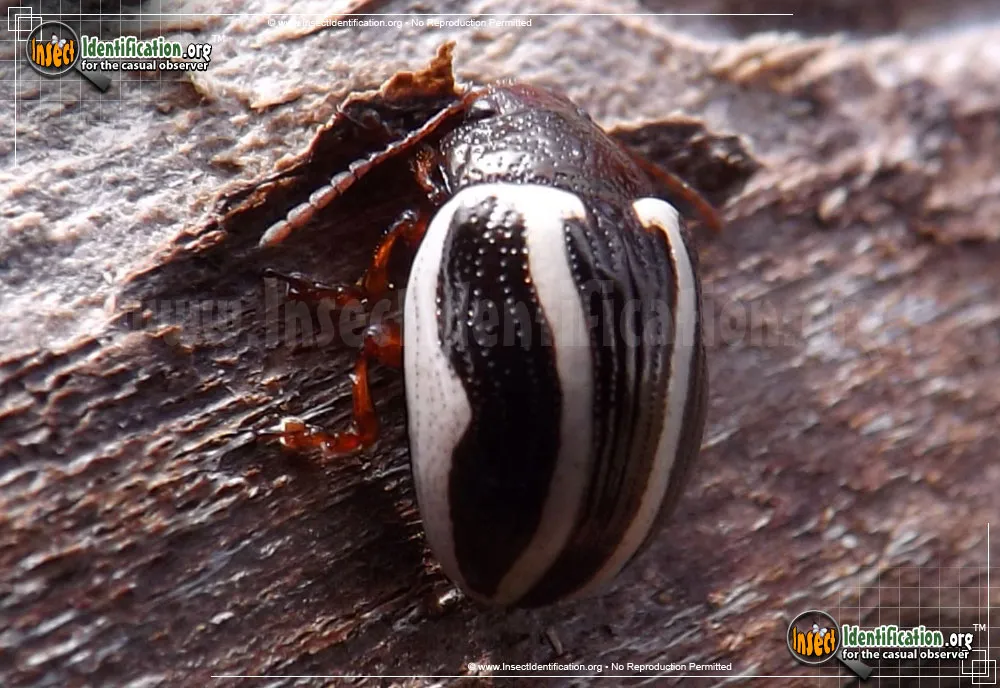 Calligrapha Beetle