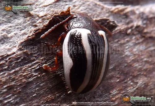 Calligrapha Beetle - photo 2