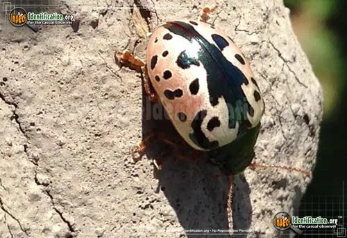 Calligrapha Beetle - photo 2