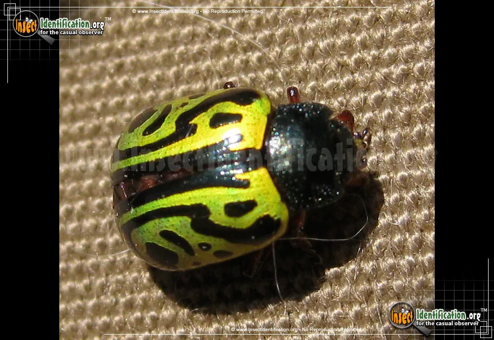 Calligrapha Beetle - photo 3