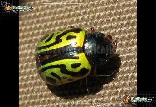 Calligrapha Beetle - photo 4