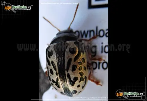 Calligrapha Beetle - photo 6