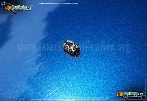 Calligrapha Beetle - photo 8