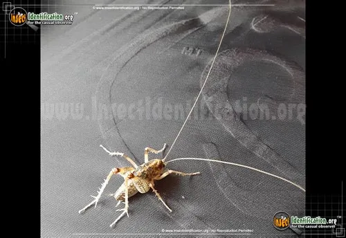 Camel Cricket - photo 2