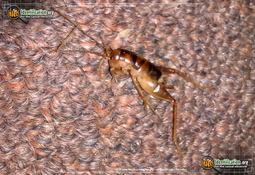 Camel Cricket - photo 4
