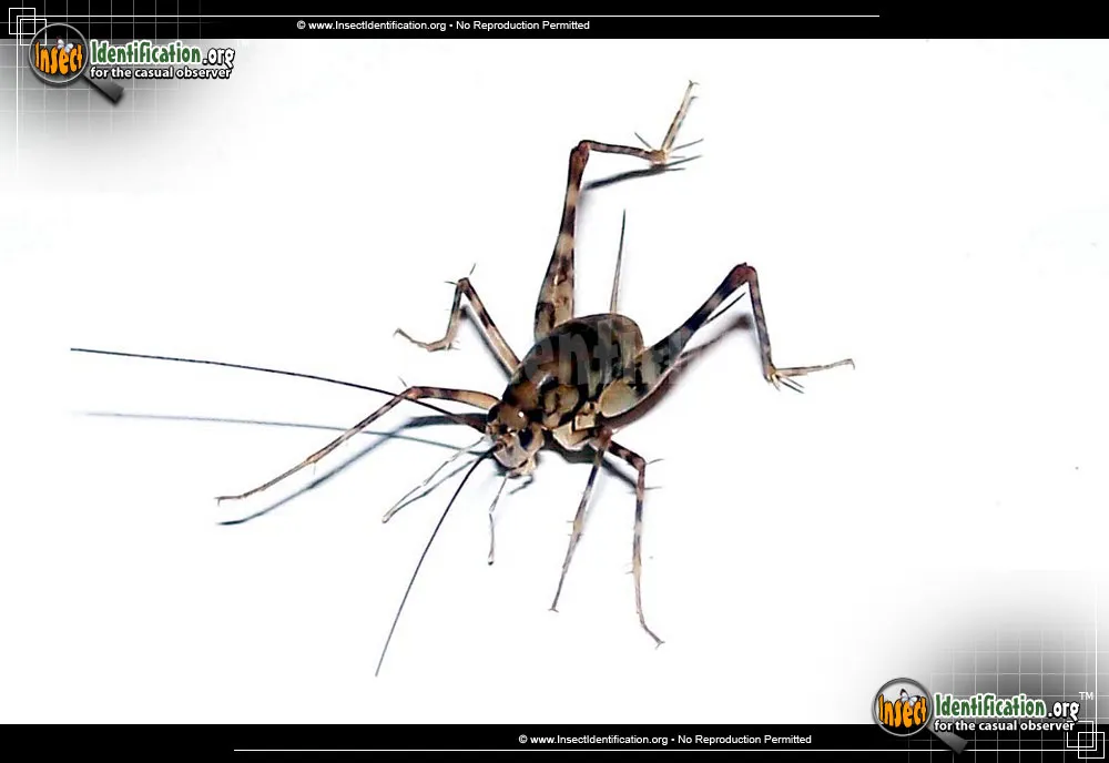 Camel Cricket - photo 5