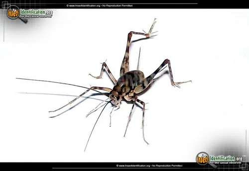 Camel Cricket - photo 6
