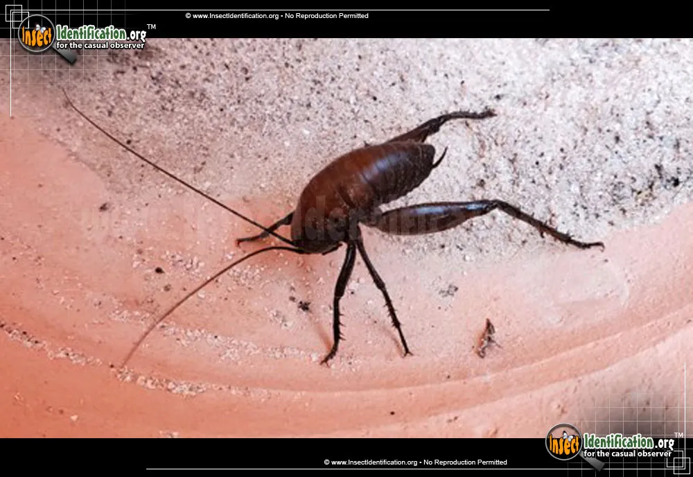 Camel Cricket - photo 7