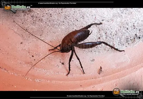 Camel Cricket - photo 8