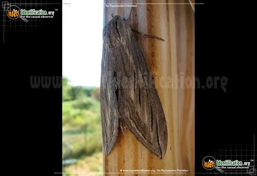 Canadian Sphinx - photo 2