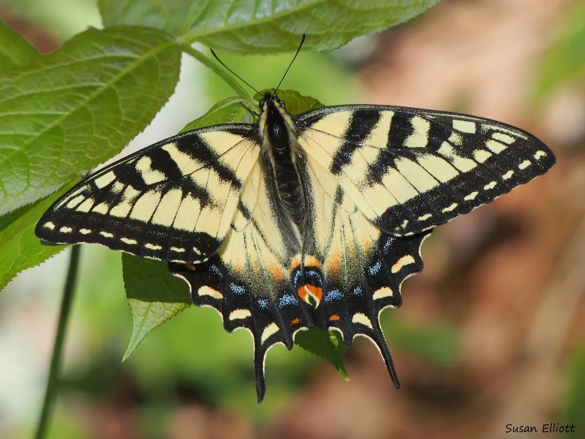 Canadian Tiger Swallowtail - photo 3