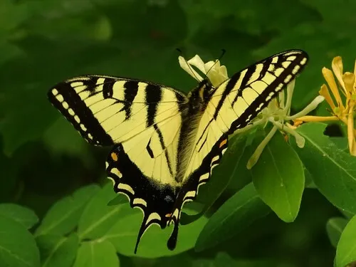 Canadian Tiger Swallowtail - photo 4